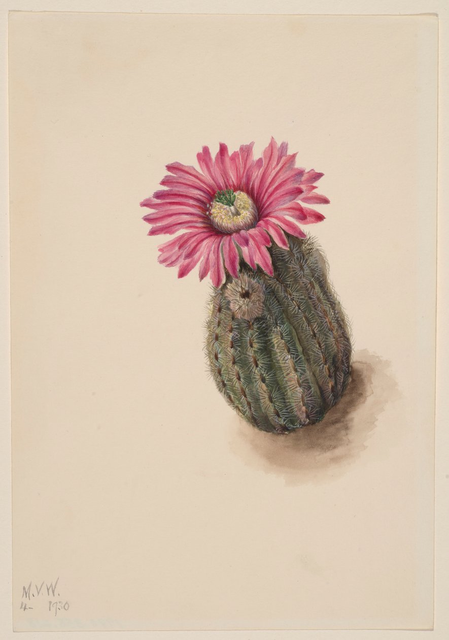 Kaktus turecki (Echinocerus perbellus) autorstwa Mary Vaux Walcott