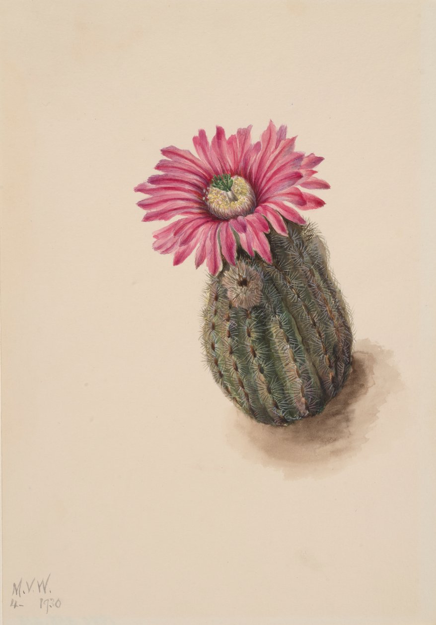 Kaktus Turecki Echinocereus perbellus, 1930. autorstwa Mary Vaux Walcott