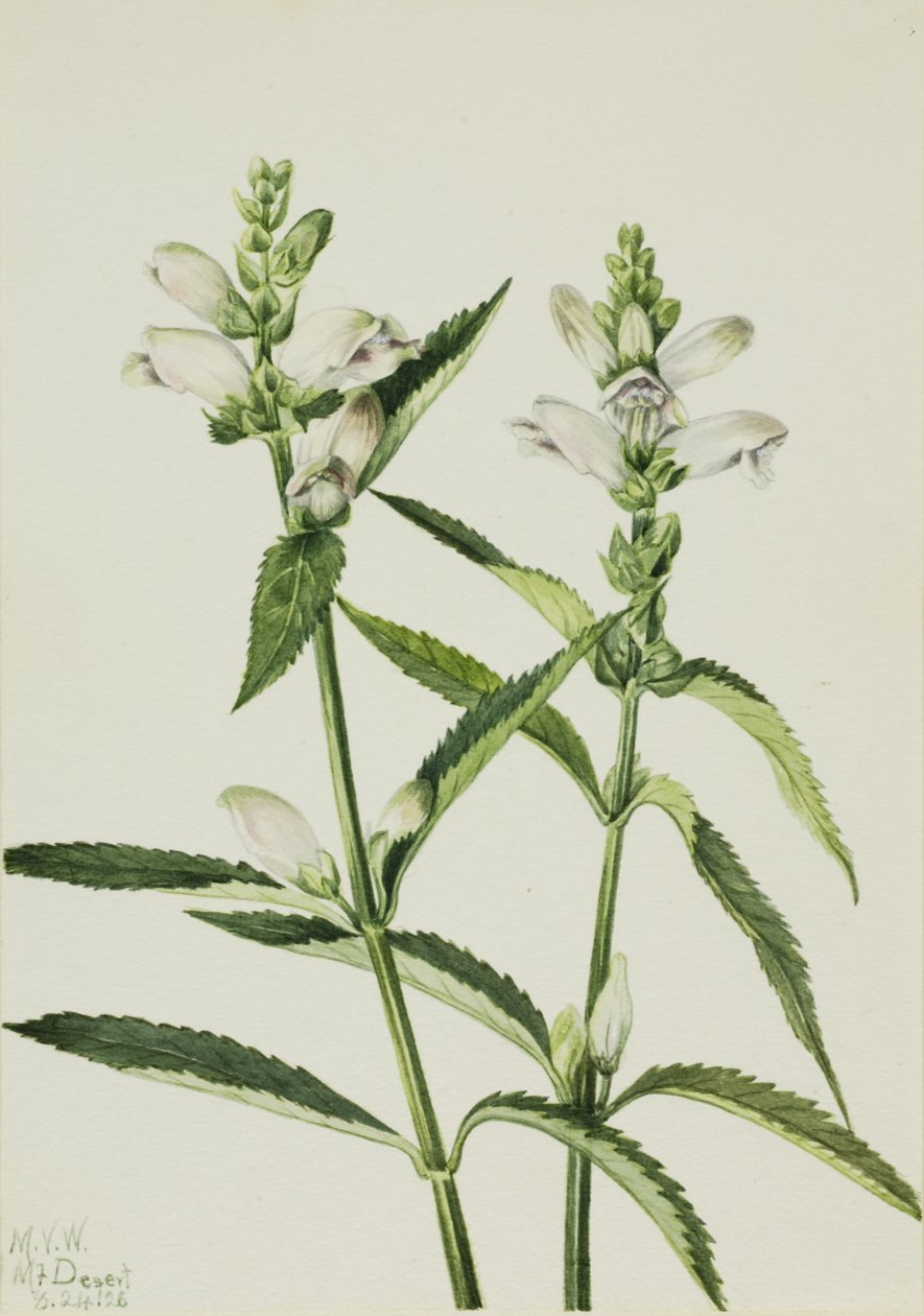 Turtlehead Chelone glabra, 1926. autorstwa Mary Vaux Walcott