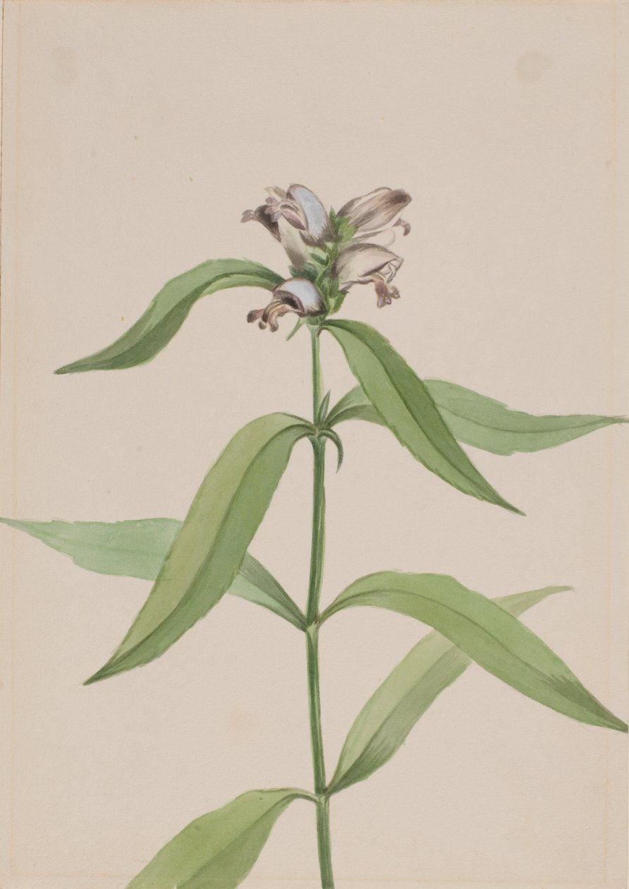 Żółw Chelone Glabr, CA. 1917-1918. autorstwa Mary Vaux Walcott