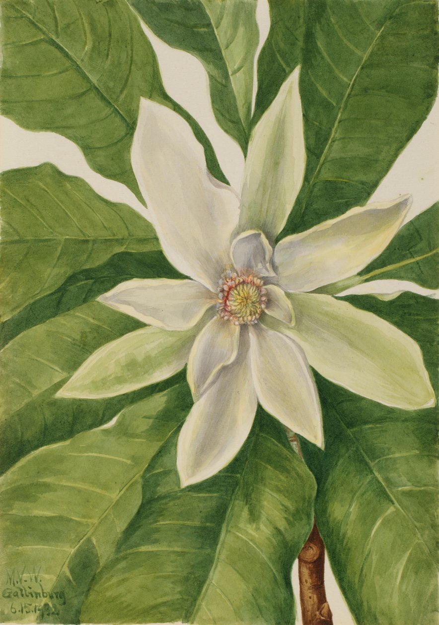 Drzewo parasolowe (Magnolia tripetala) autorstwa Mary Vaux Walcott