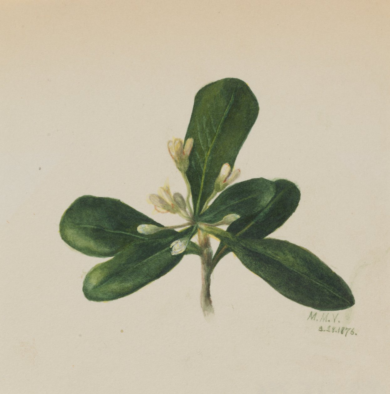 Bez tytułu — Studium kwiatowe, 1876. autorstwa Mary Vaux Walcott