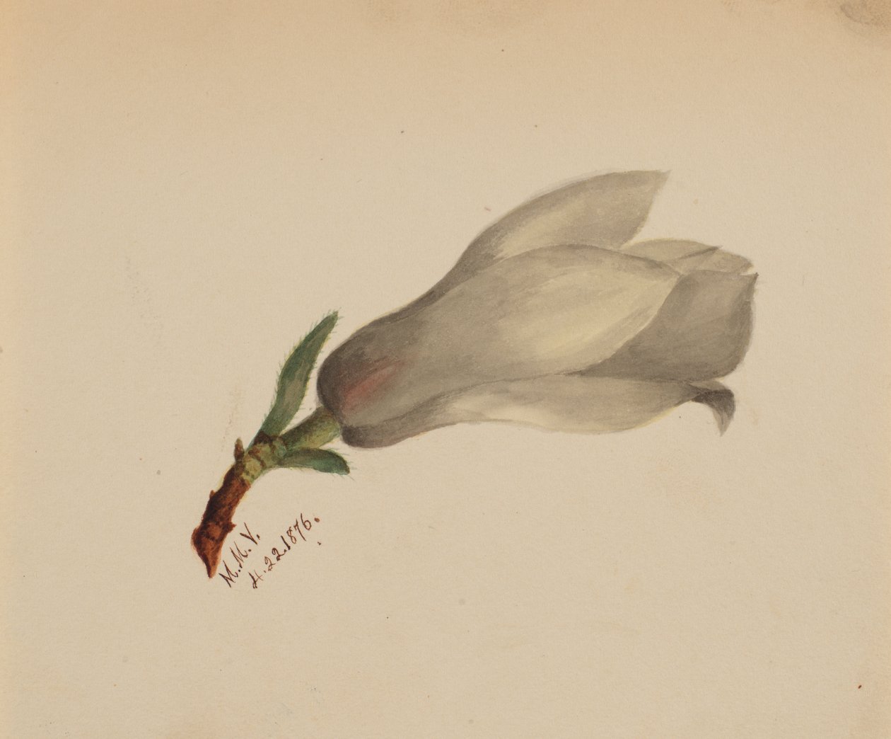 Bez tytułu — Studium kwiatowe, 1876. autorstwa Mary Vaux Walcott