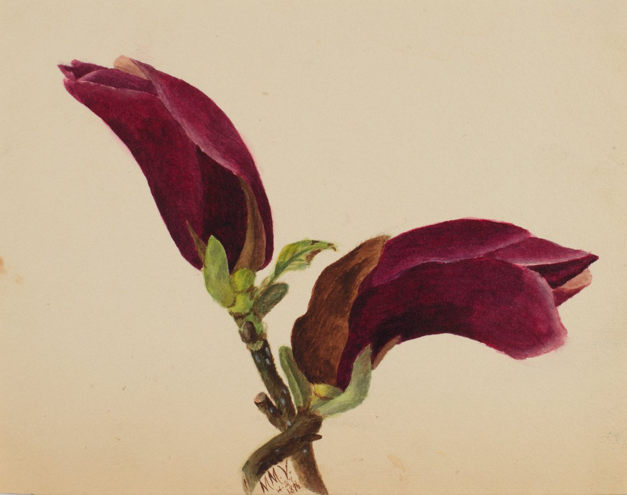 Bez tytułu — Studium kwiatowe, 1876. autorstwa Mary Vaux Walcott