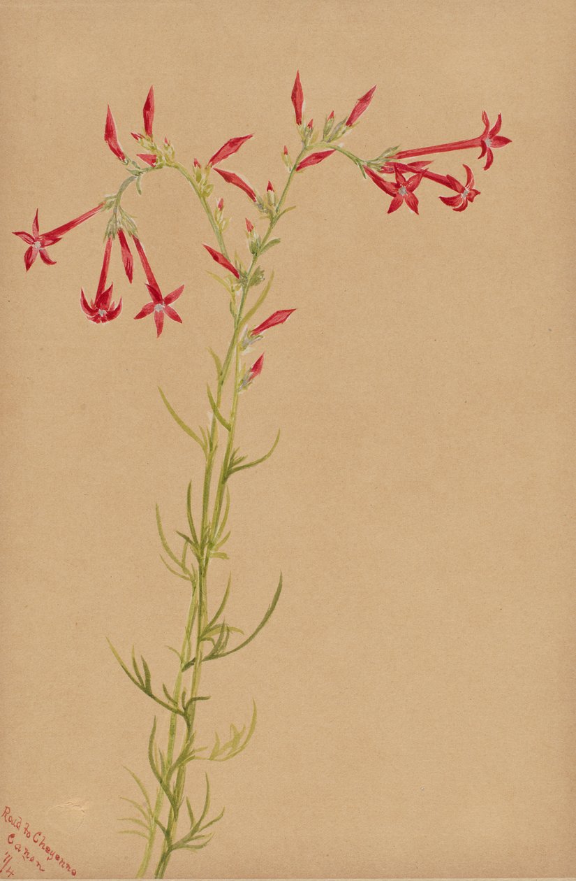 Bez tytułu — Studium kwiatowe, 1883. autorstwa Mary Vaux Walcott