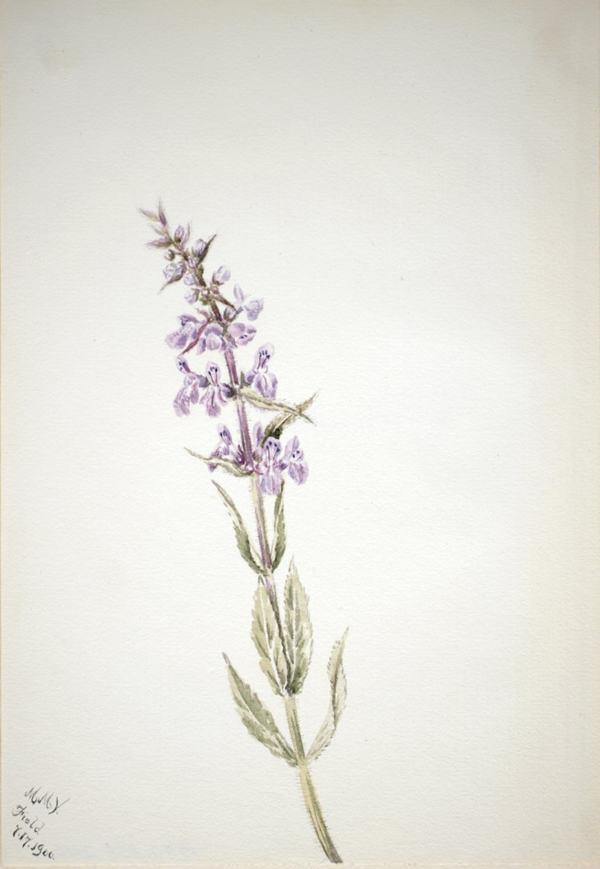 Bez tytułu — Studium kwiatowe, 1900. autorstwa Mary Vaux Walcott