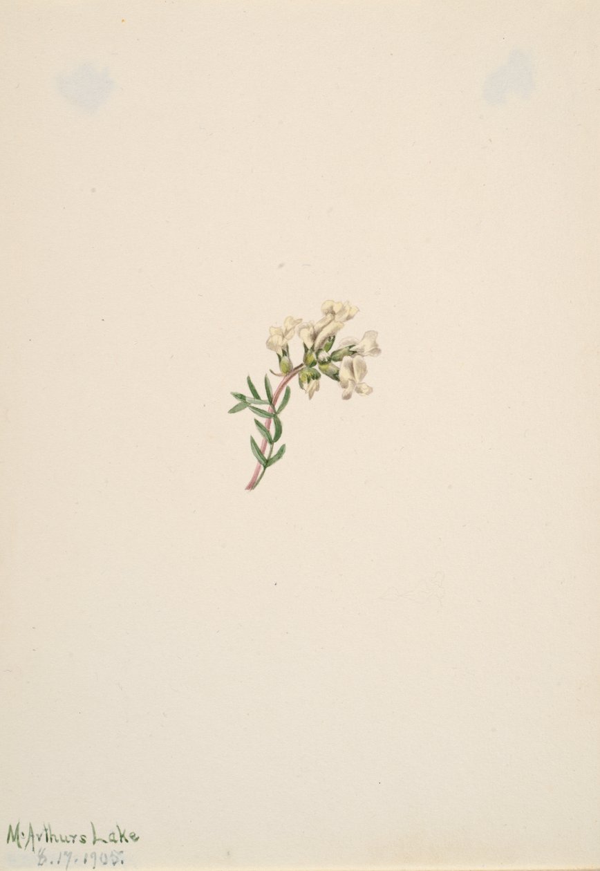 Bez tytułu — Studium kwiatowe, 1905. autorstwa Mary Vaux Walcott