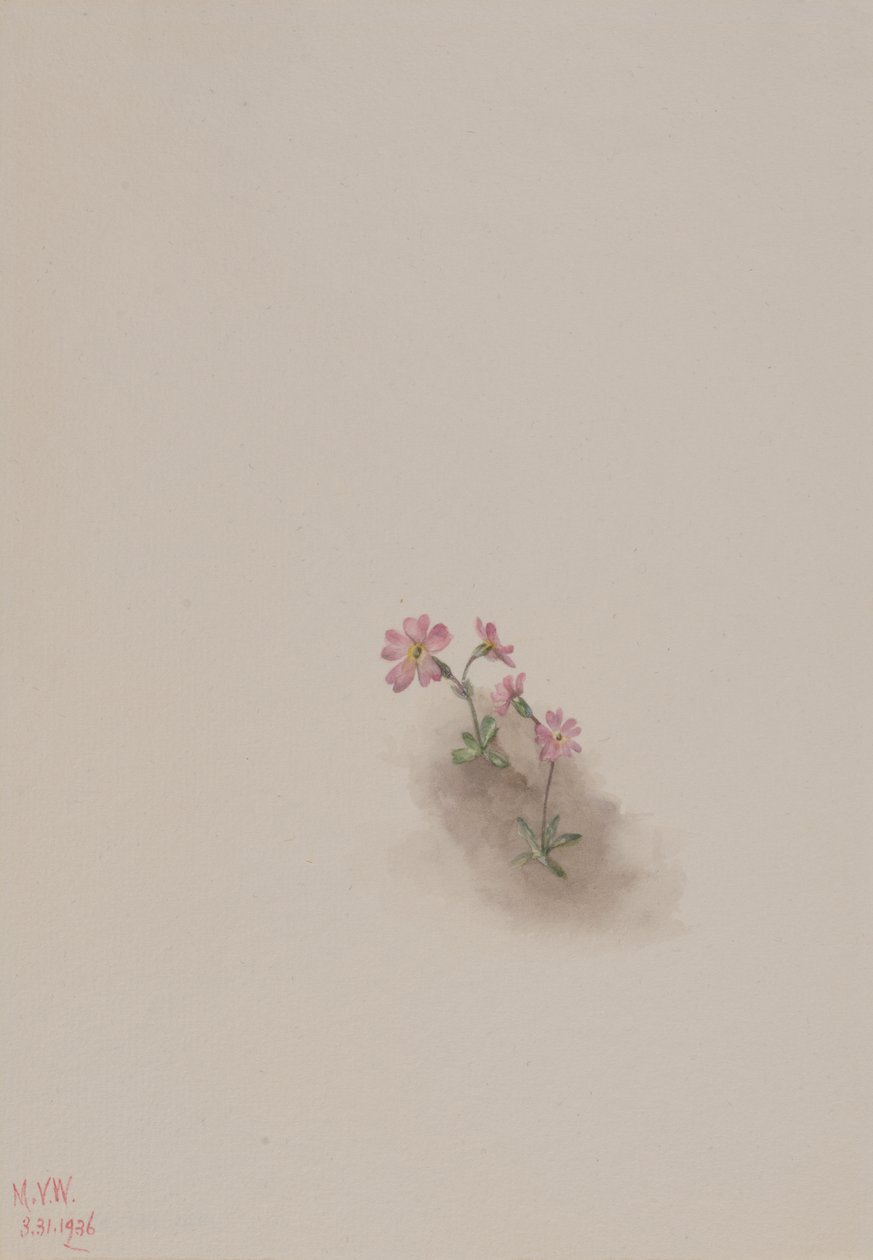Bez tytułu — Studium kwiatów, 1936. autorstwa Mary Vaux Walcott