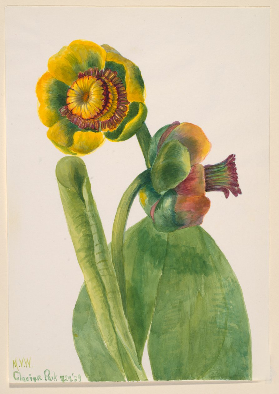 Bez tytułu — Studium kwiatów, 1939. autorstwa Mary Vaux Walcott