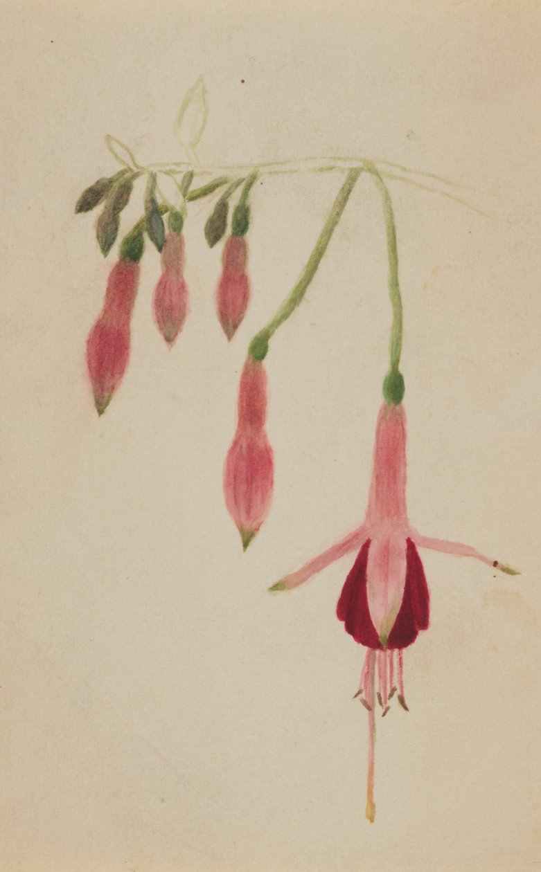 Bez tytułu — Studium kwiatowe, ca. 1872-1874. autorstwa Mary Vaux Walcott