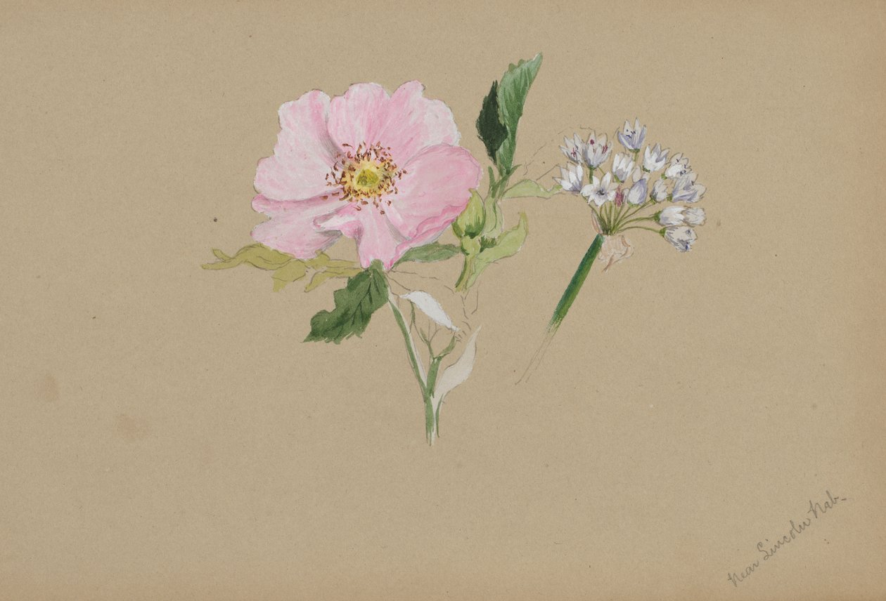 Bez tytułu — Studium kwiatowe, ca. 1876-1878. autorstwa Mary Vaux Walcott