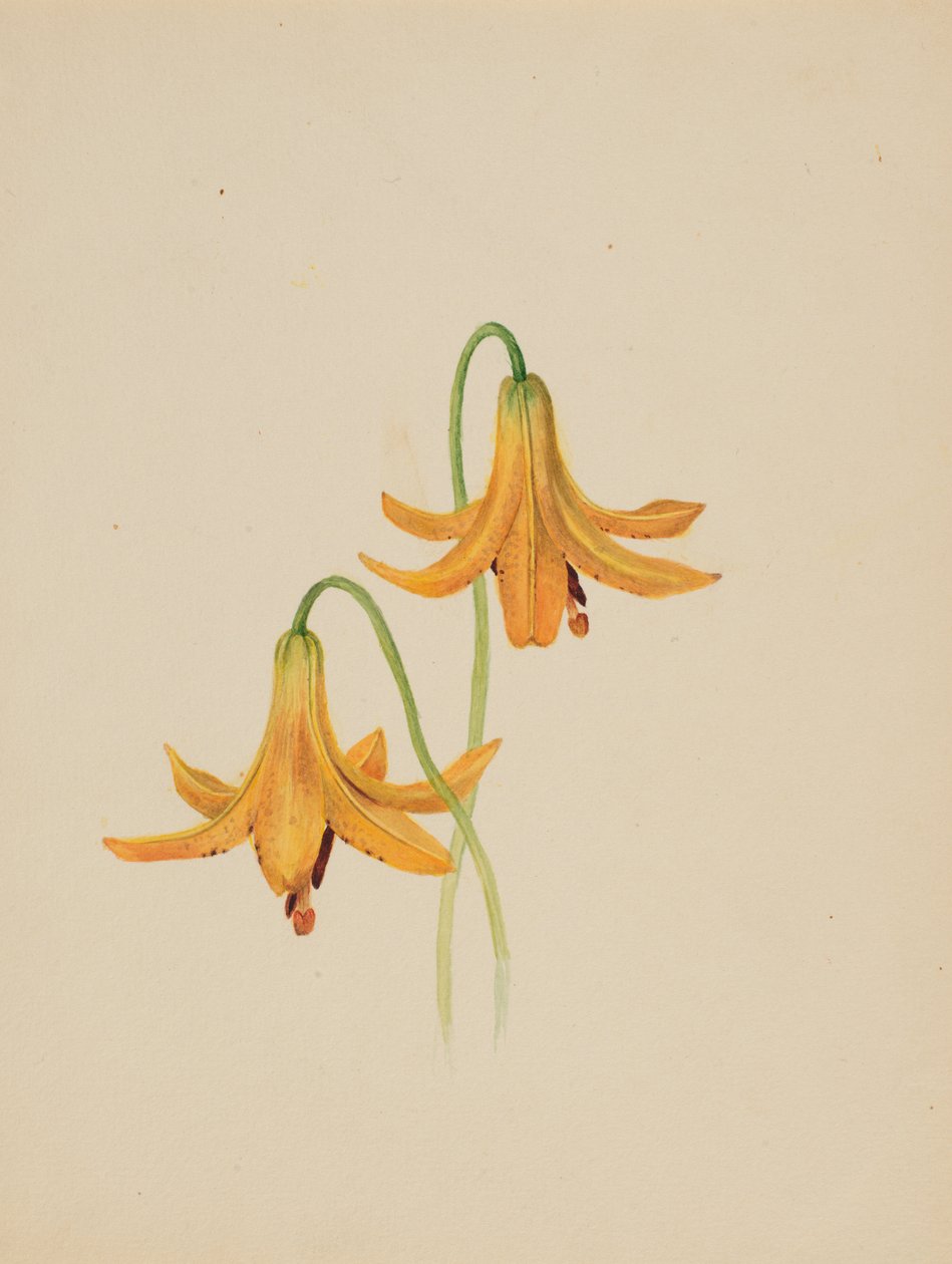 Bez tytułu — Studium kwiatowe, ca. 1876-1878. autorstwa Mary Vaux Walcott
