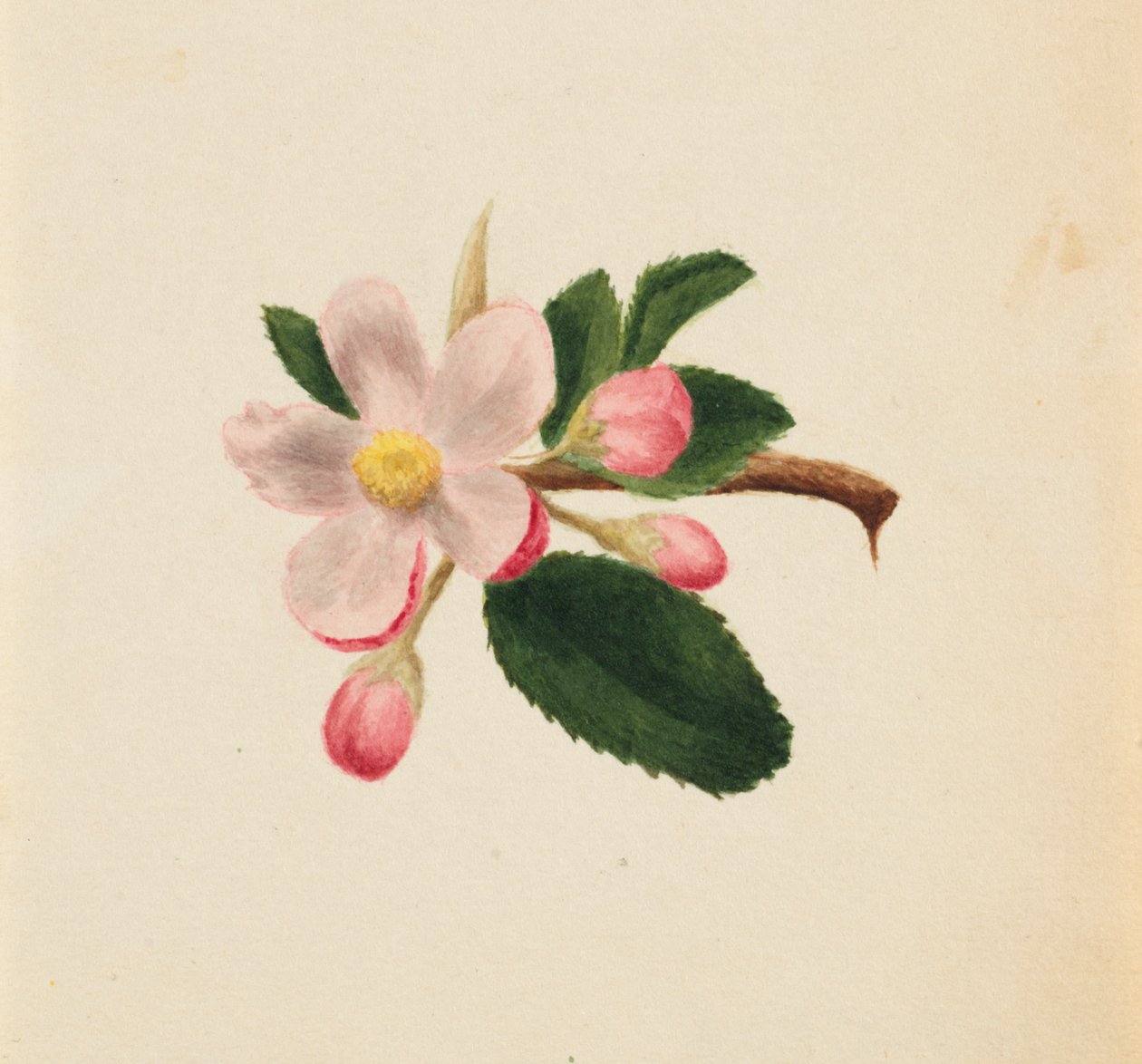 Bez tytułu — Studium kwiatowe, ca. 1876. autorstwa Mary Vaux Walcott