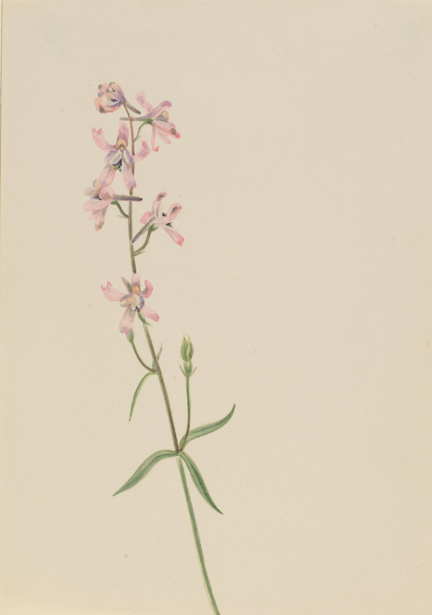 Bez tytułu — Studium kwiatowe, ca. 1900-1930. autorstwa Mary Vaux Walcott