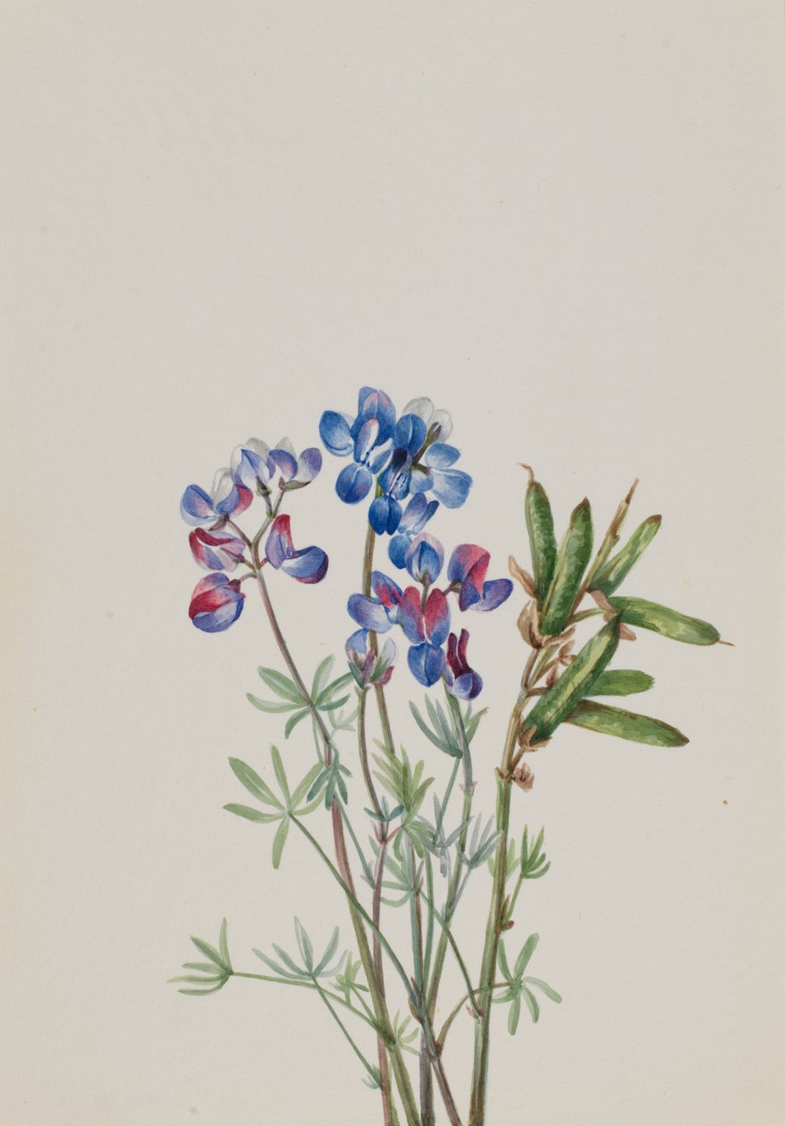 Bez tytułu — Studium kwiatowe, ca. 1900-1930. autorstwa Mary Vaux Walcott