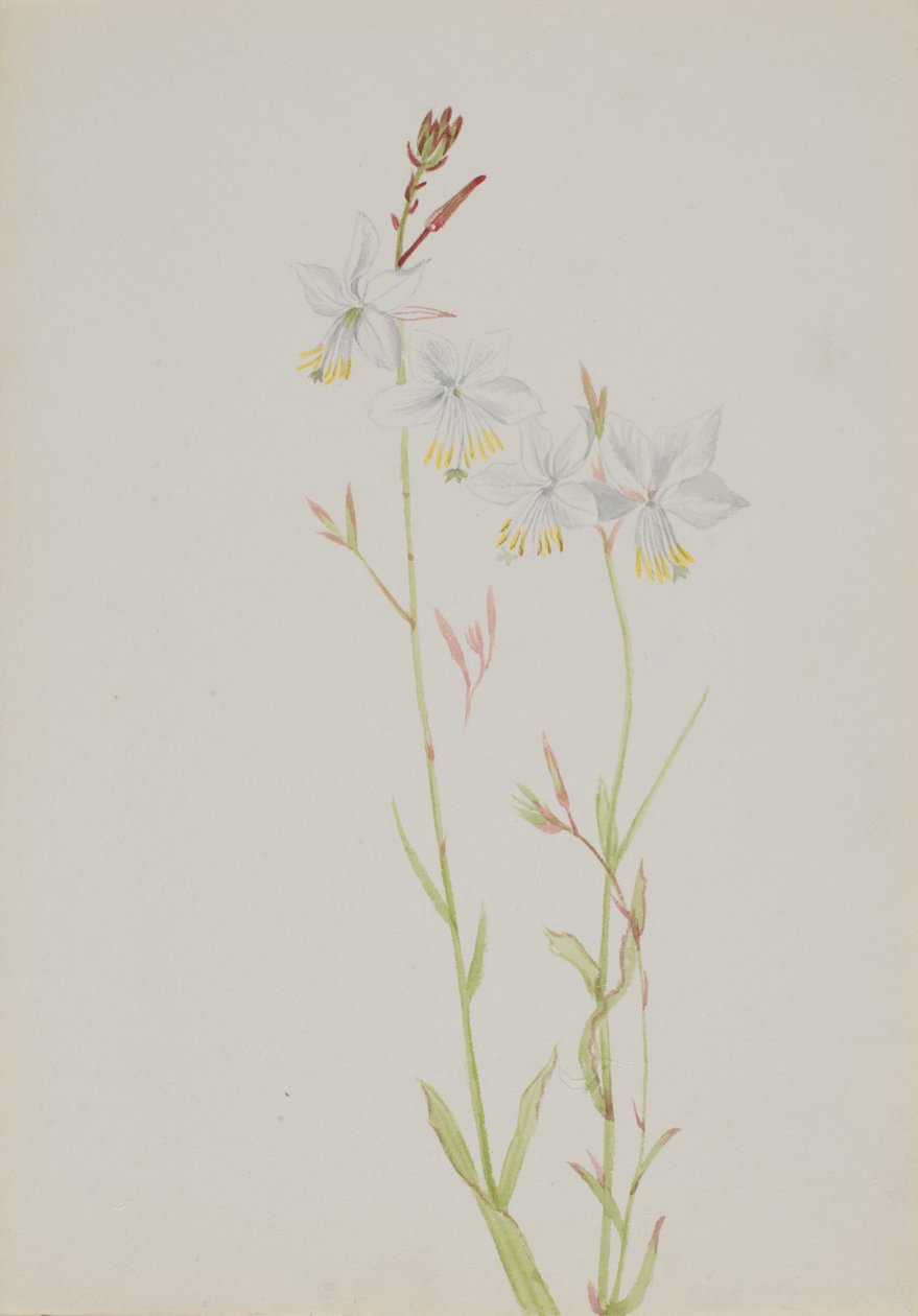 Bez tytułu — Studium kwiatów, b.d. autorstwa Mary Vaux Walcott