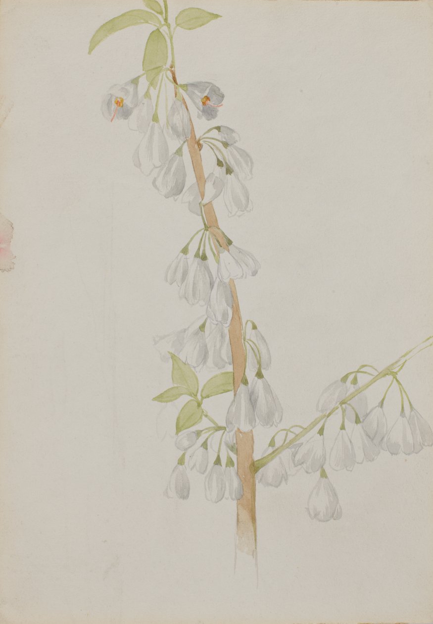 Bez tytułu — Studium kwiatów, b.d. autorstwa Mary Vaux Walcott