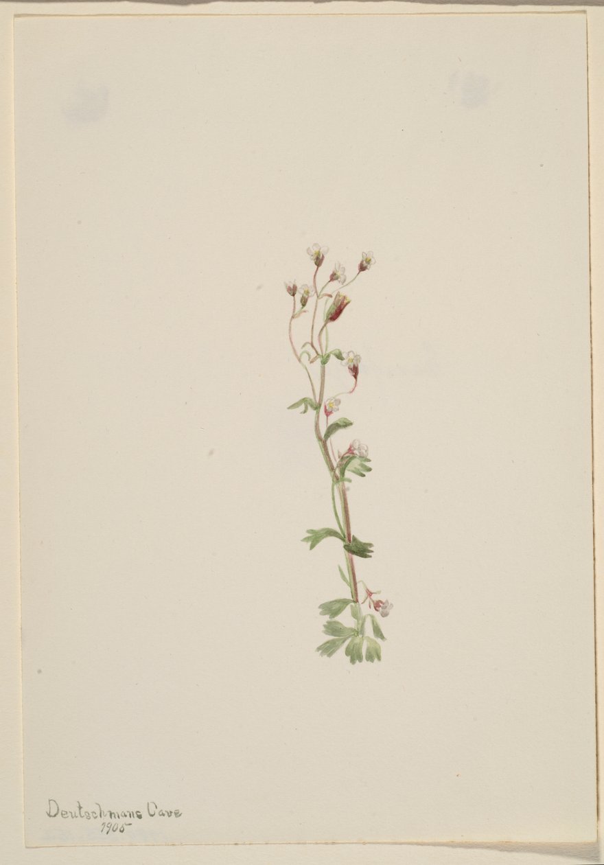 Bez tytułu - Studium rośliny autorstwa Mary Vaux Walcott