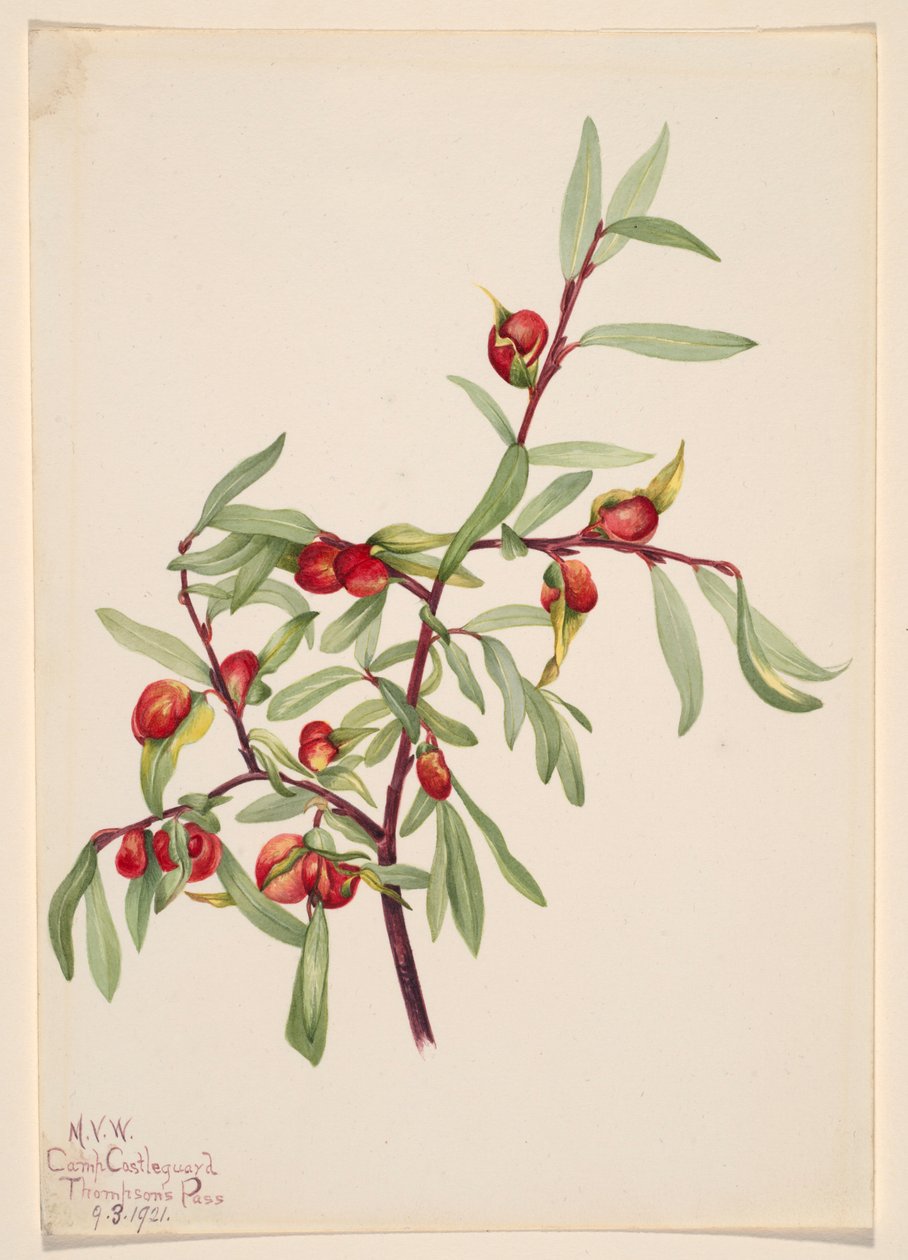 Bez tytułu - Studium rośliny autorstwa Mary Vaux Walcott