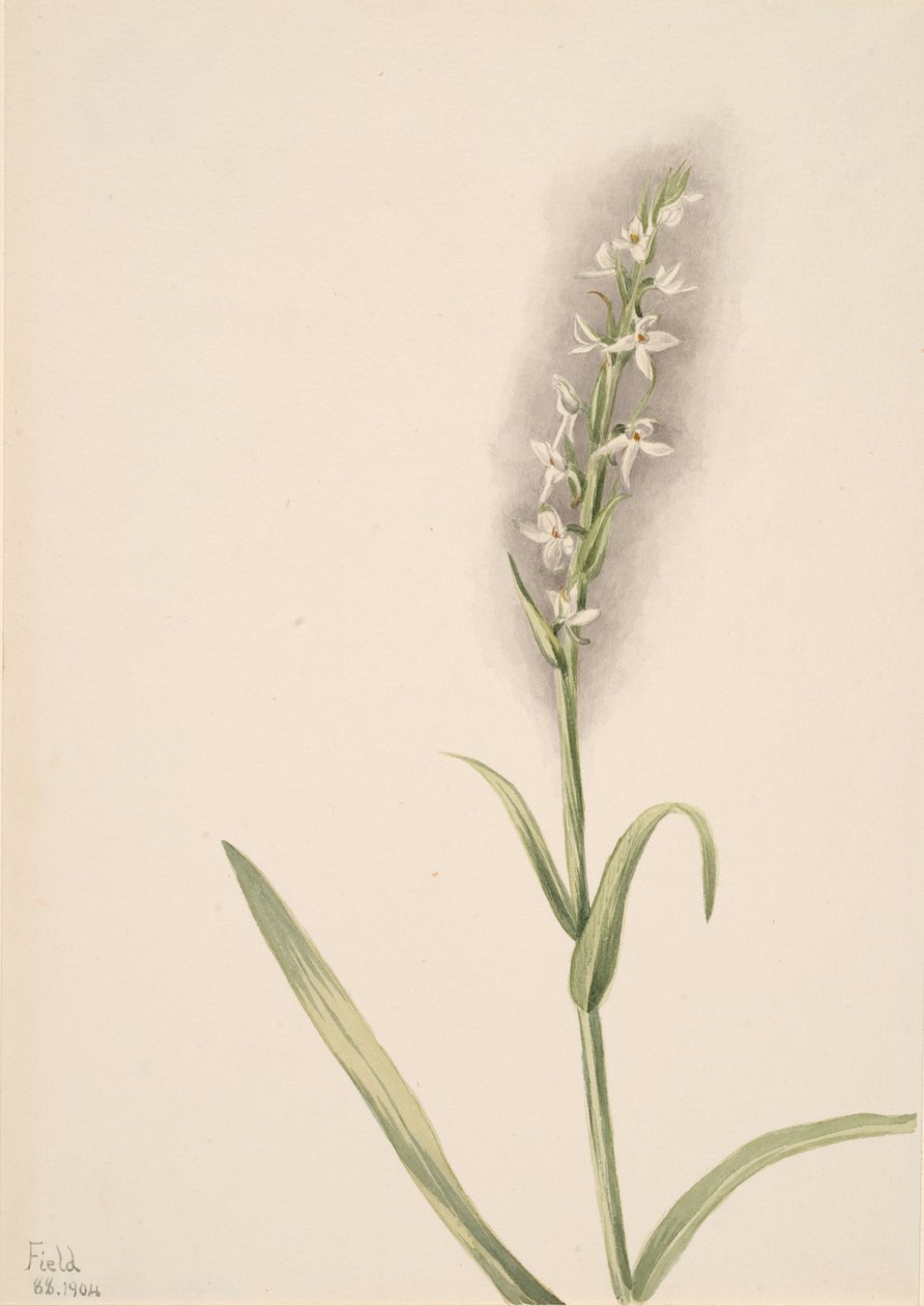 Bez tytułu — studium roślin, 1904. autorstwa Mary Vaux Walcott