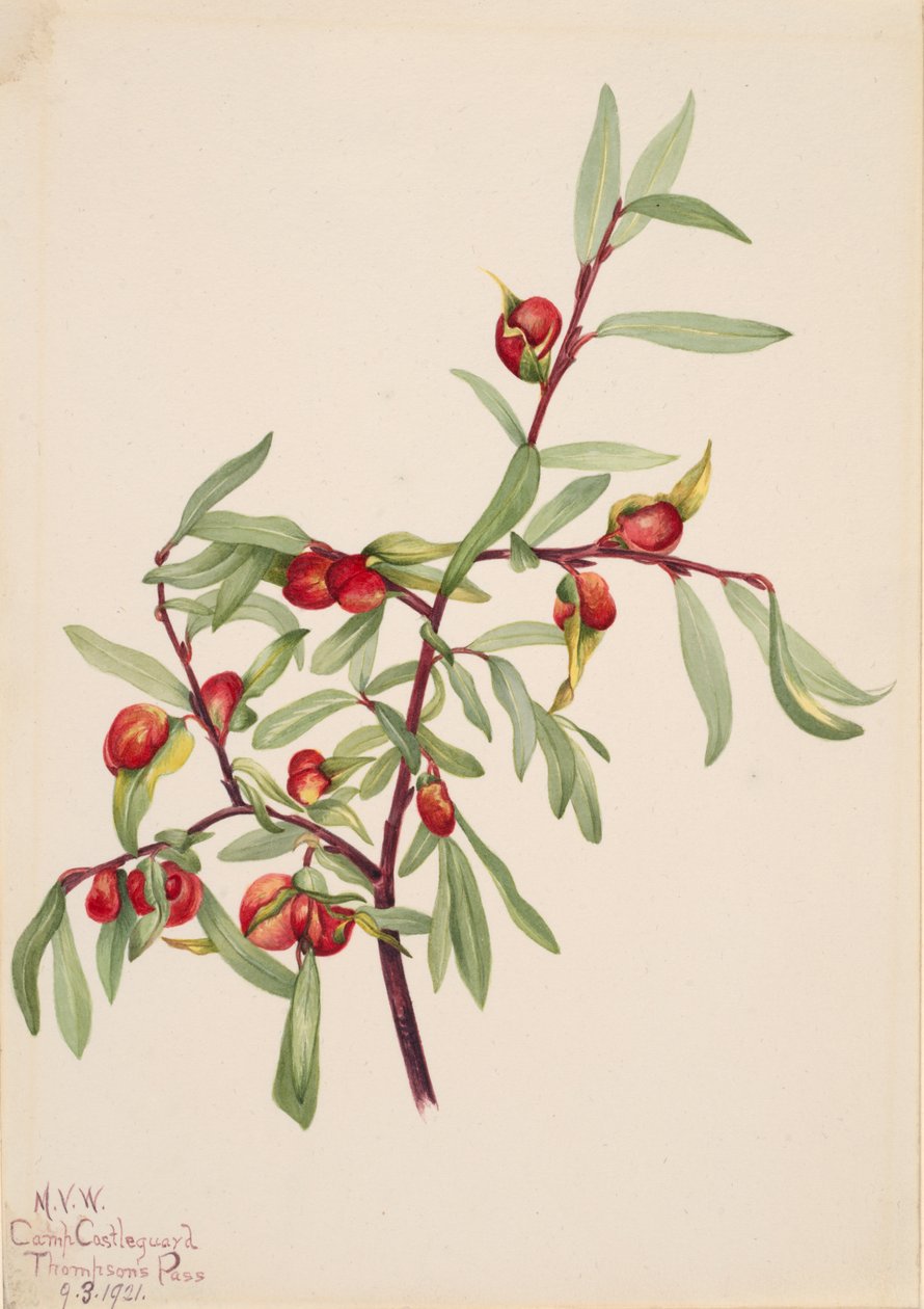 Bez tytułu — studium roślin, 1921. autorstwa Mary Vaux Walcott