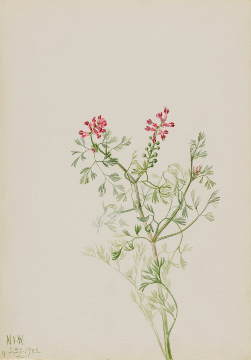 Bez tytułu — studium roślin, 1922. autorstwa Mary Vaux Walcott