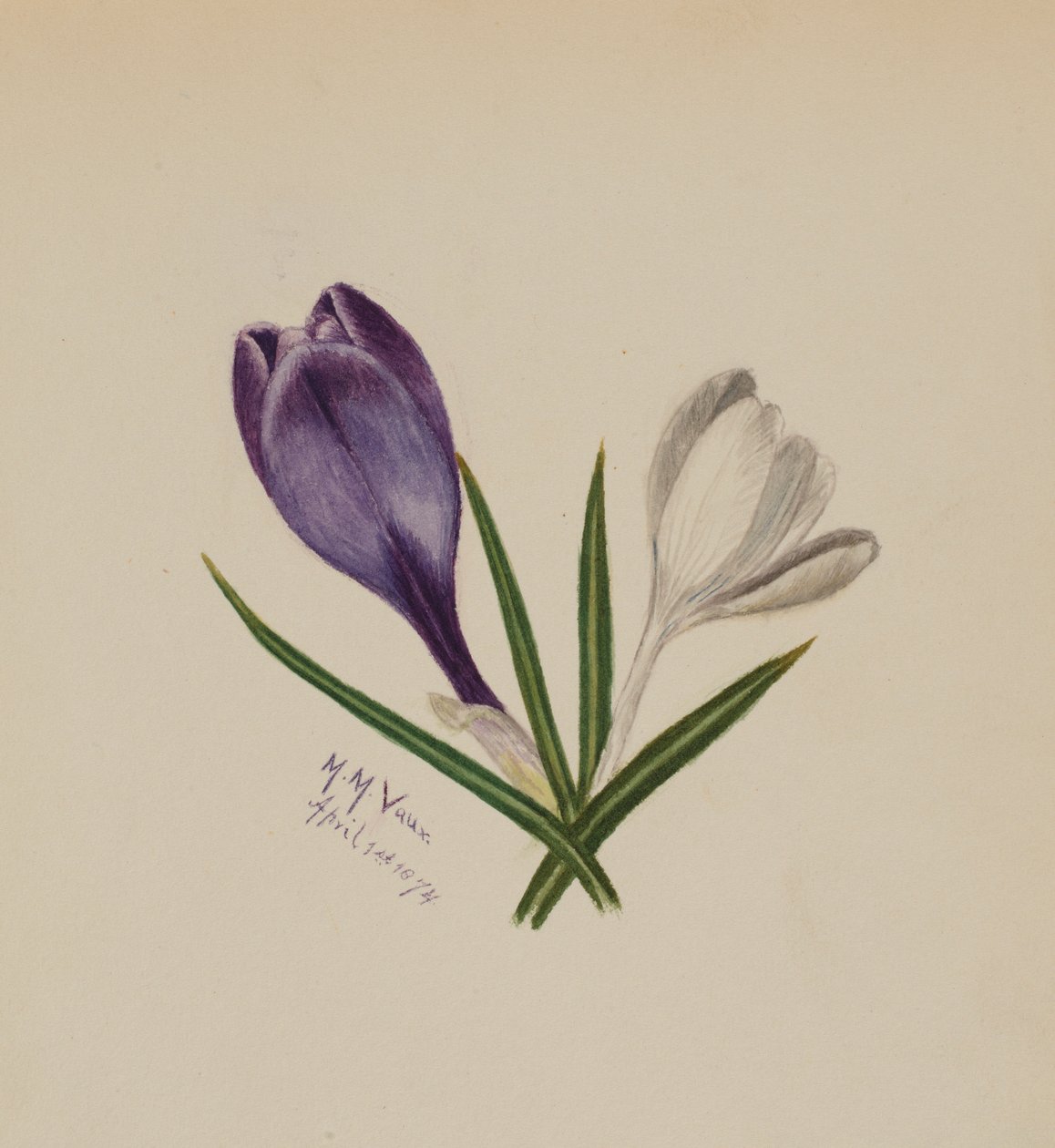 Bez tytułu (Krokusy) autorstwa Mary Vaux Walcott