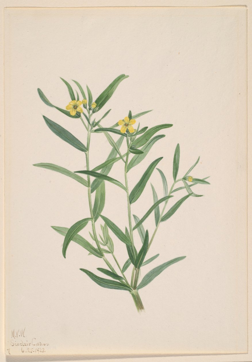 Bez tytułu (Studium kwiatu) autorstwa Mary Vaux Walcott