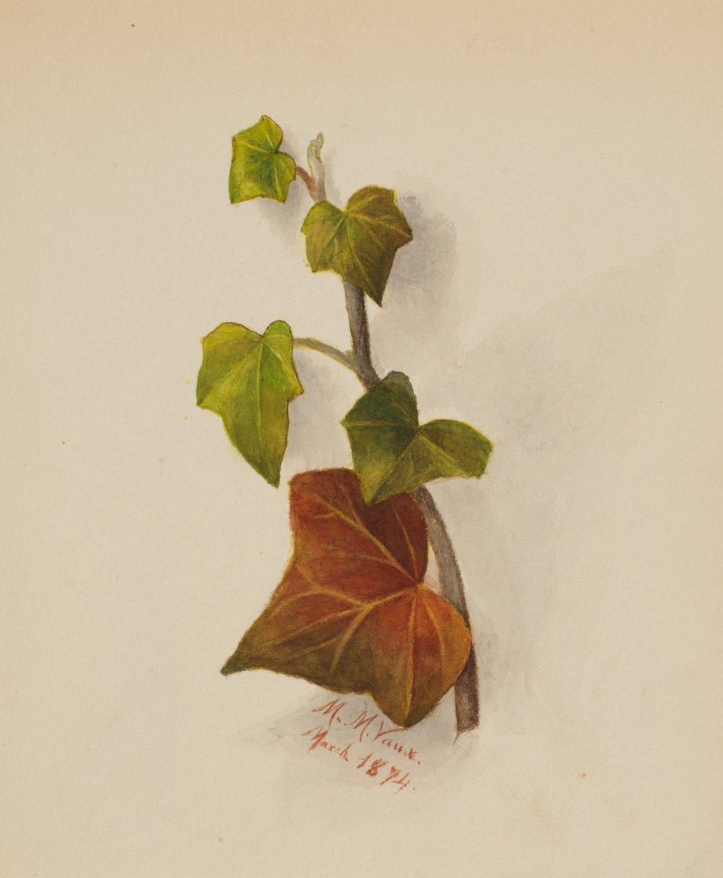 Bez tytułu (Bluszcz) autorstwa Mary Vaux Walcott