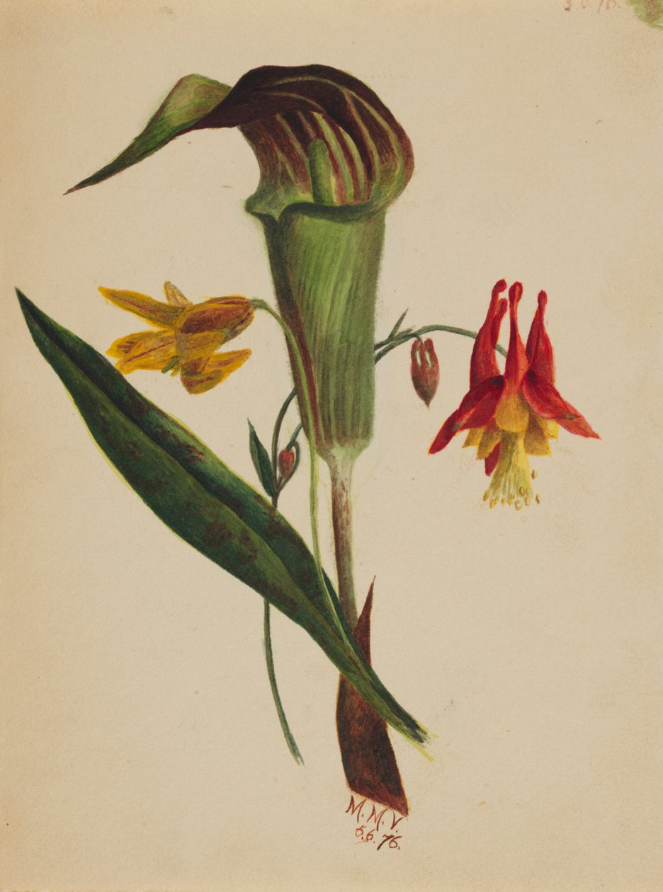 Bez tytułu (Jack in the Pulpit) autorstwa Mary Vaux Walcott