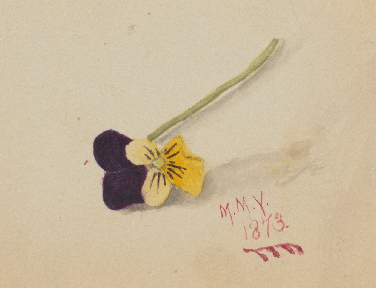 Bez tytułu (Pansy) autorstwa Mary Vaux Walcott