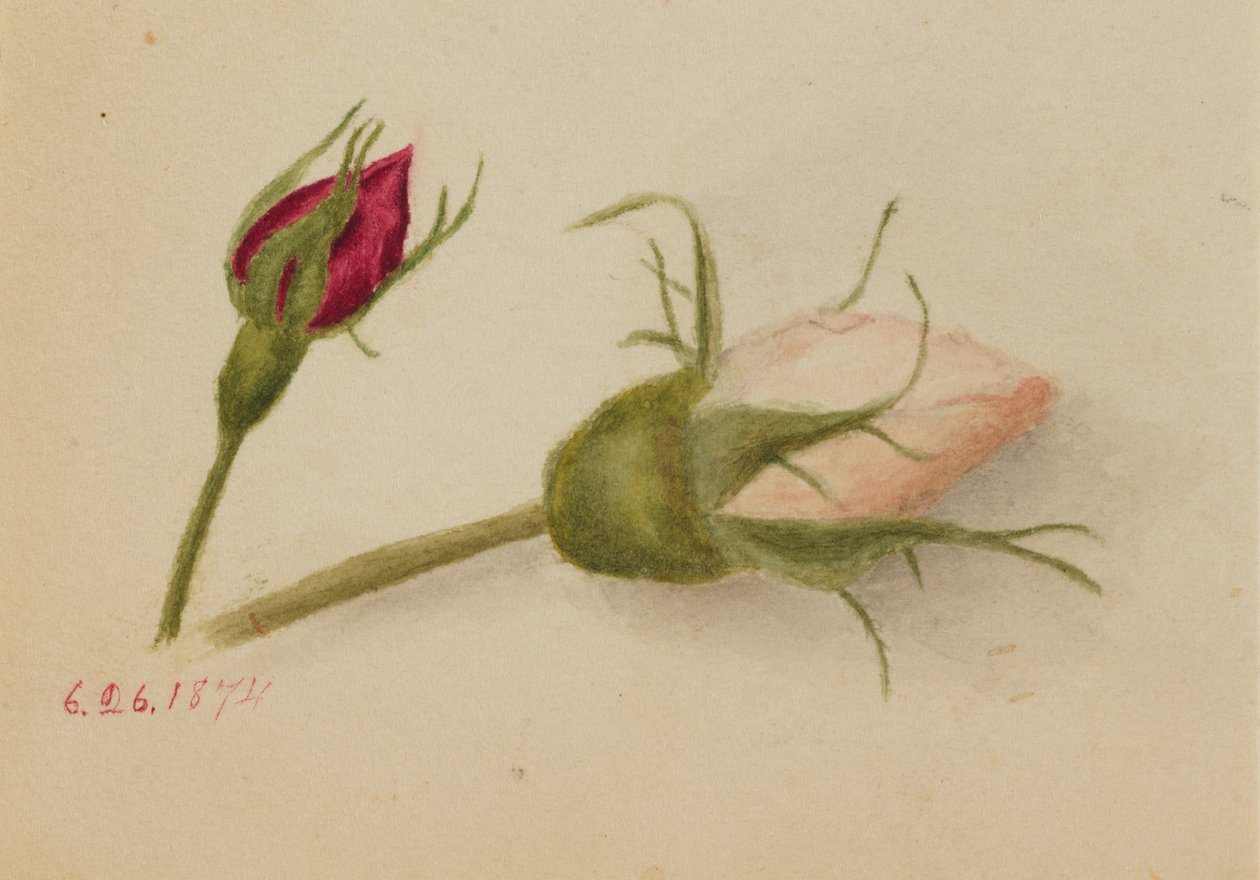 Bez tytułu (Rosebuds) autorstwa Mary Vaux Walcott