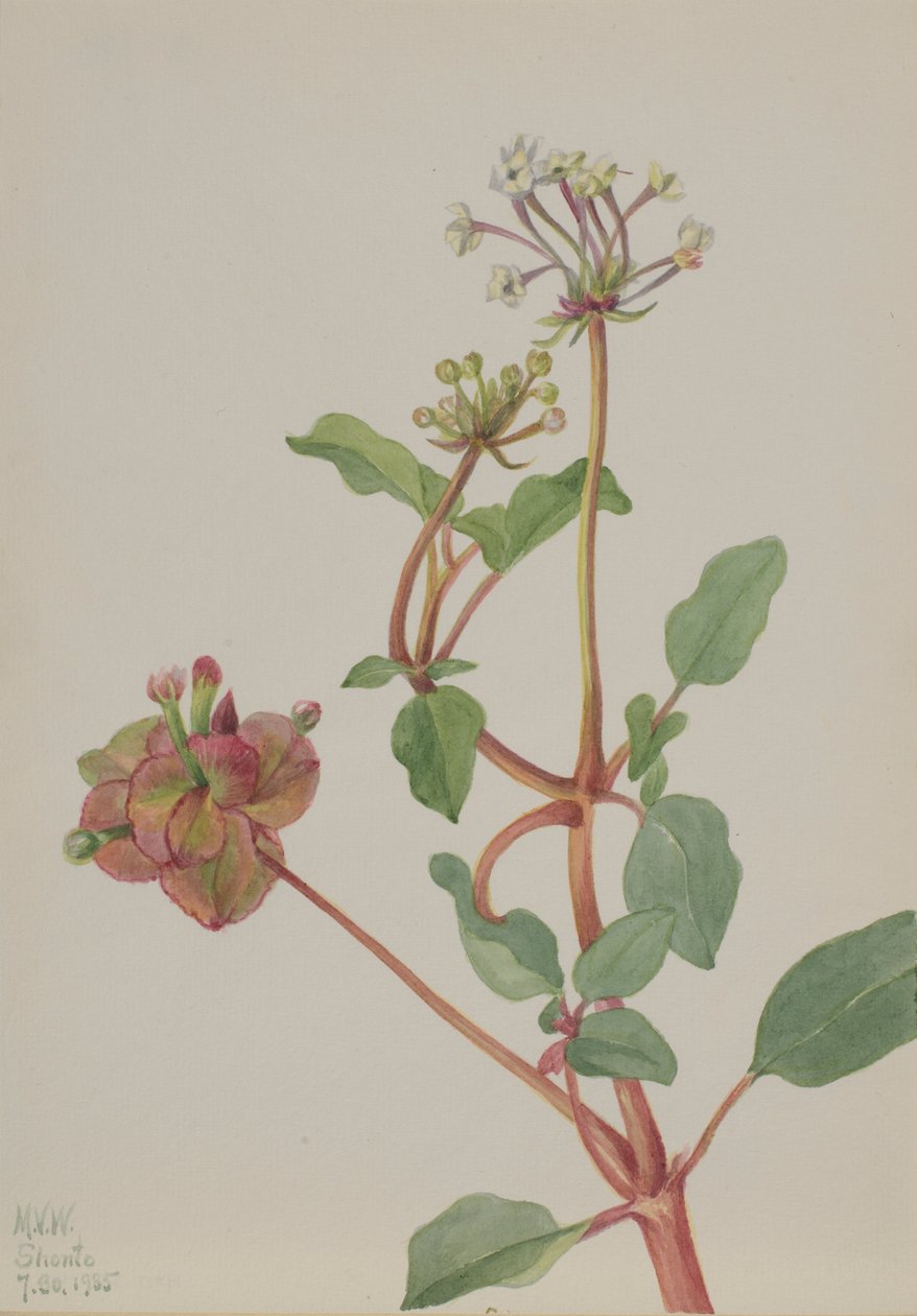 Bez tytułu (Tripterocalyx pedunculatus) autorstwa Mary Vaux Walcott
