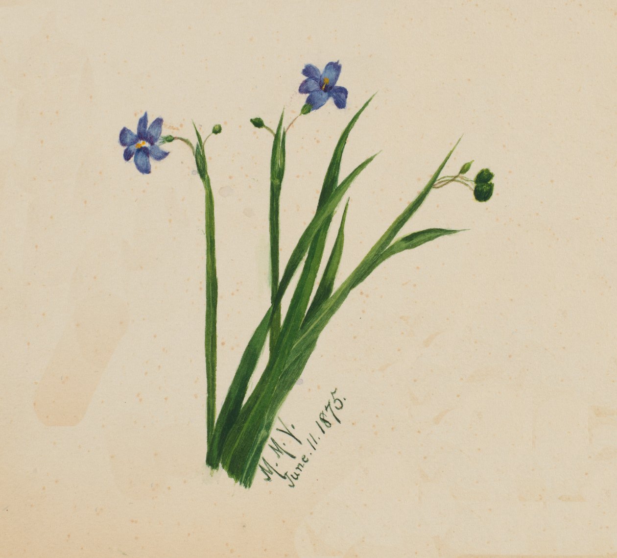Bez tytułu, 1875. autorstwa Mary Vaux Walcott