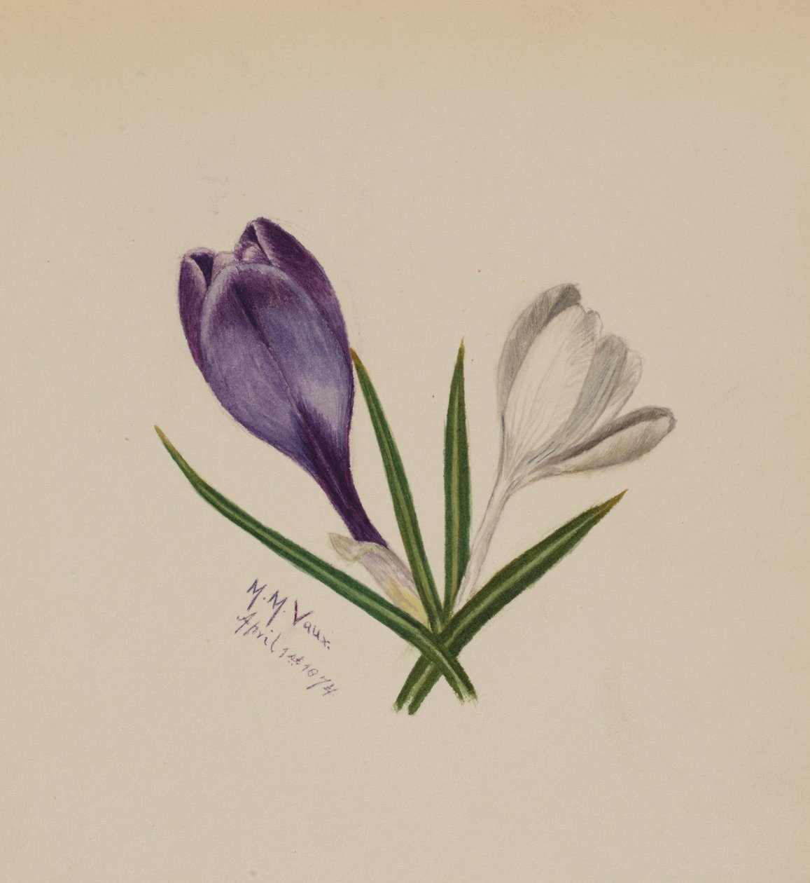 Krokusy bez tytułu, 1874. autorstwa Mary Vaux Walcott