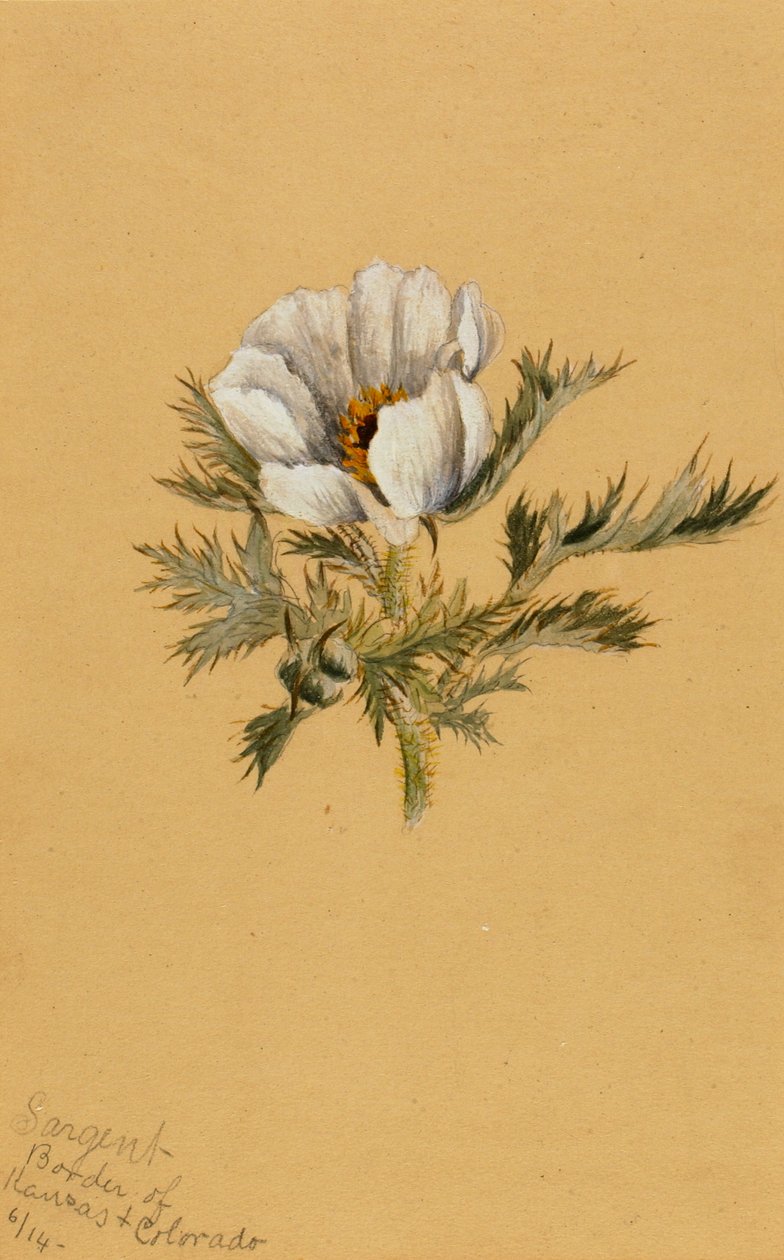 Studium kwiatowe bez tytułu, 1883. autorstwa Mary Vaux Walcott