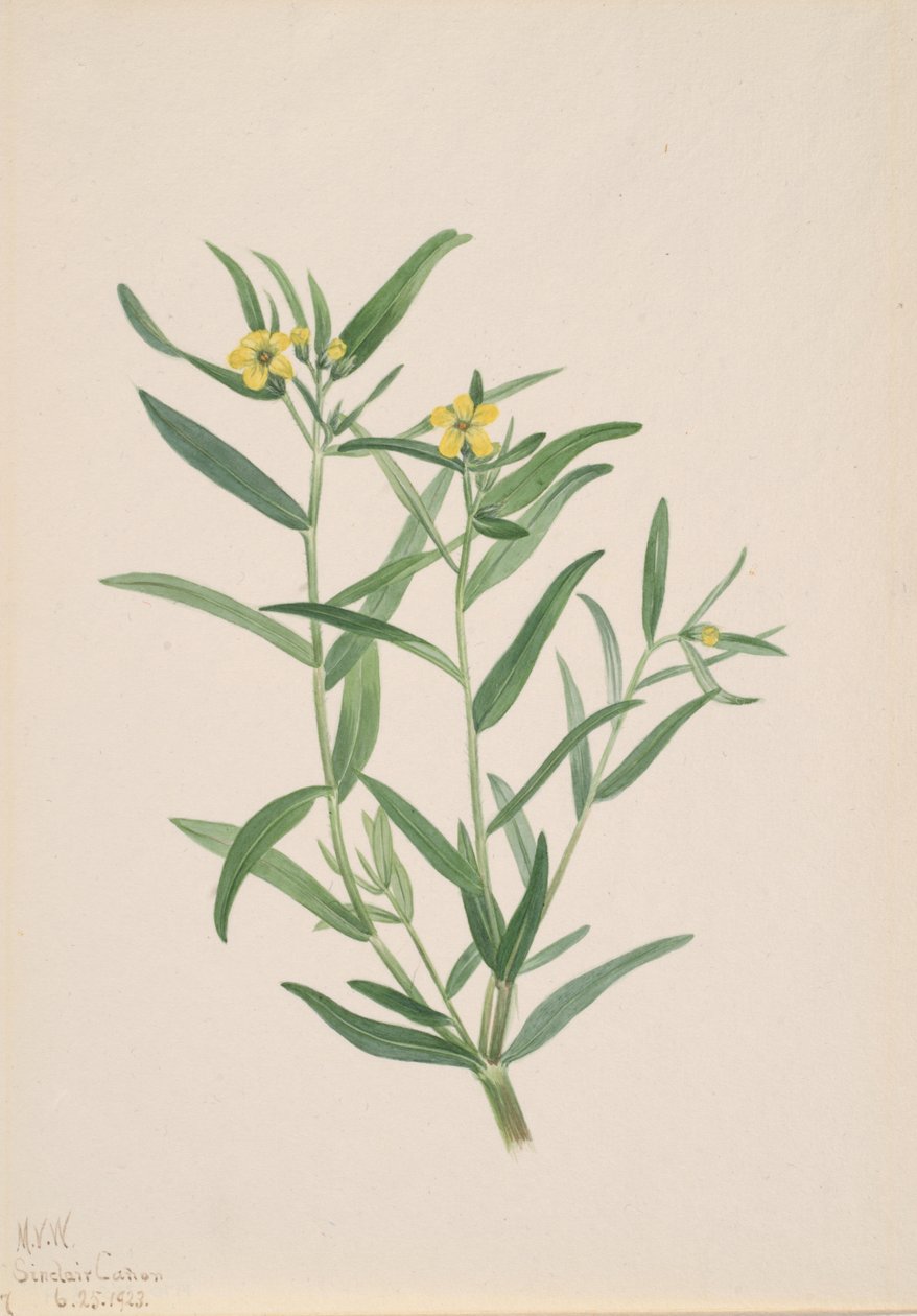 Studium kwiatowe bez tytułu, 1923. autorstwa Mary Vaux Walcott