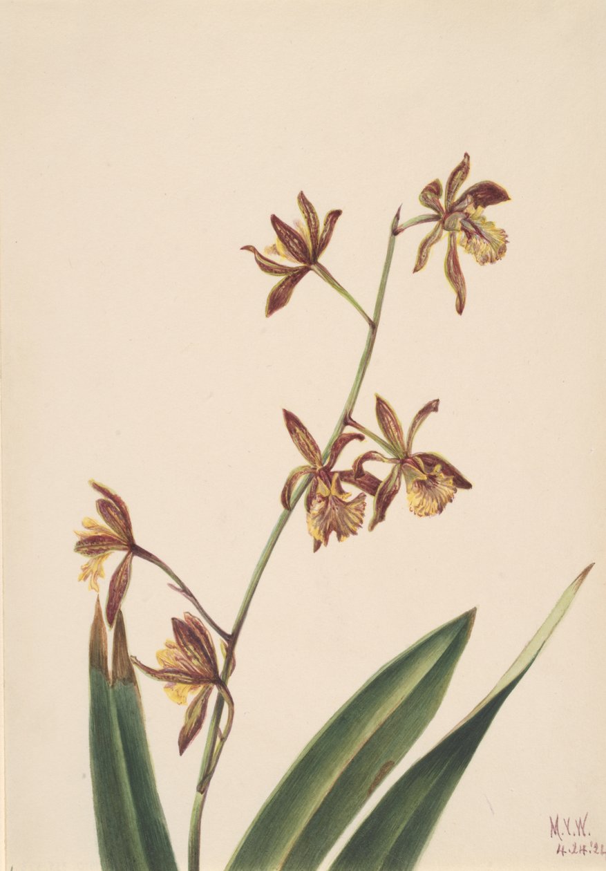Studium kwiatowe bez tytułu, 1924. autorstwa Mary Vaux Walcott
