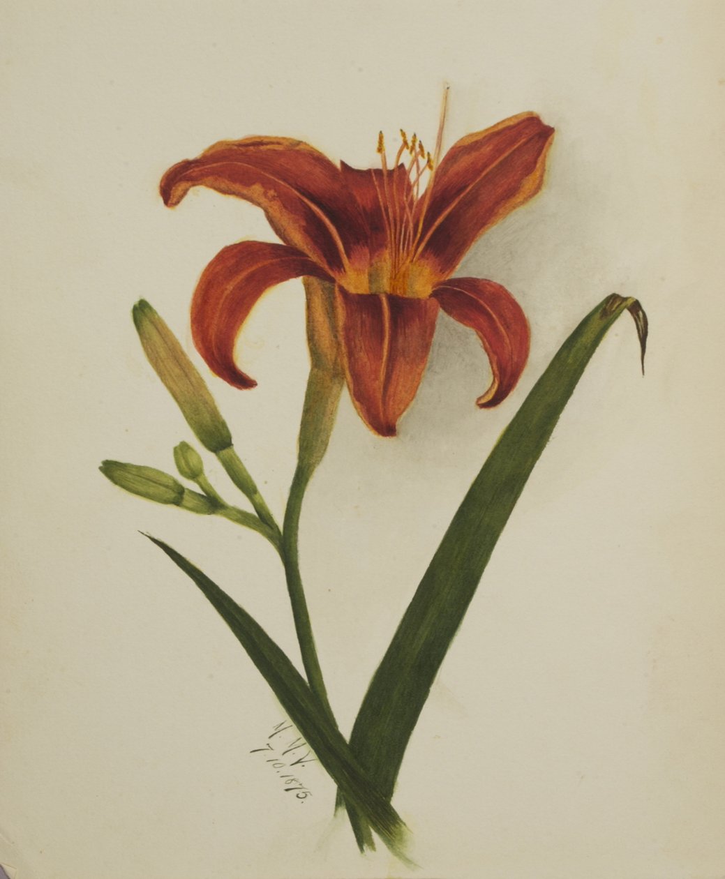 Lilia bez tytułu, 1875. autorstwa Mary Vaux Walcott