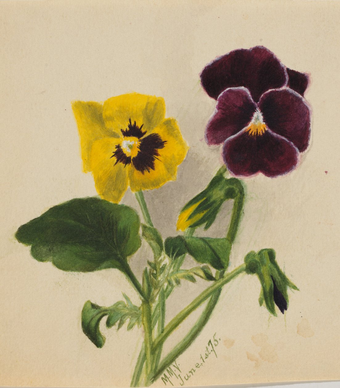 Bratki bez tytułu, 1875. autorstwa Mary Vaux Walcott