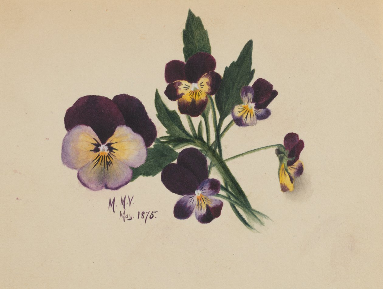 Bratki bez tytułu, 1875. autorstwa Mary Vaux Walcott