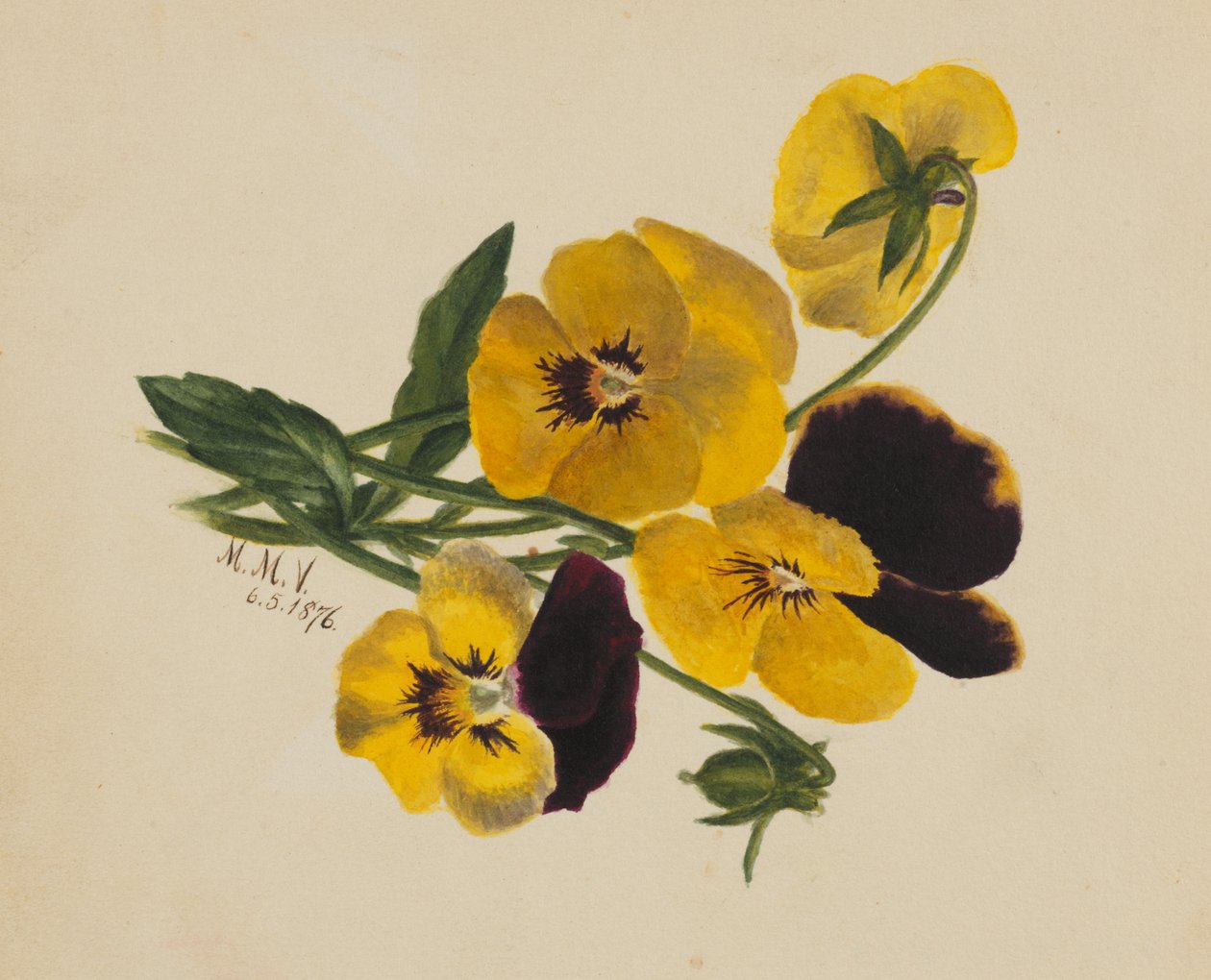 Bratki bez tytułu, 1876. autorstwa Mary Vaux Walcott