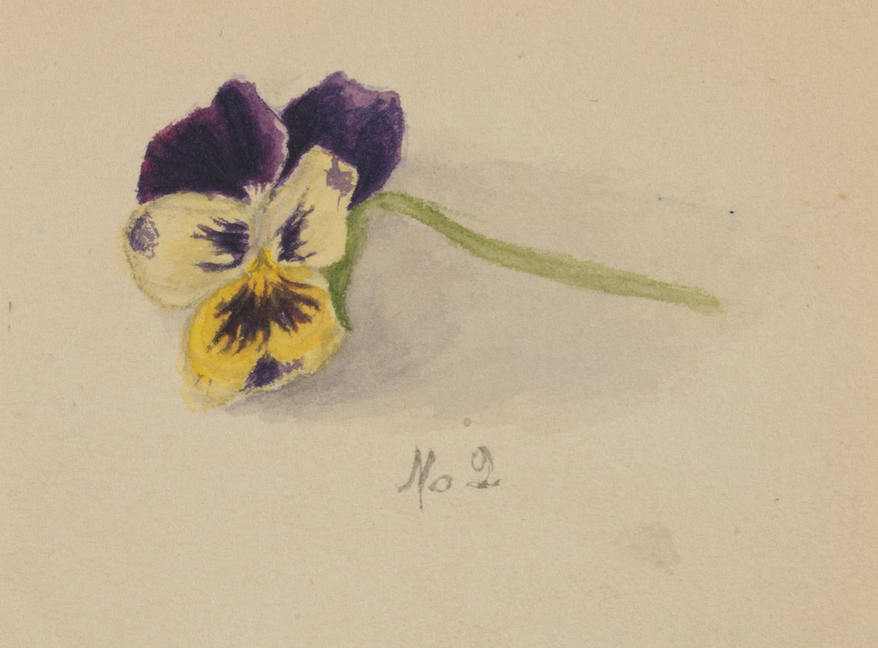 Bratek bez tytułu, 1872. autorstwa Mary Vaux Walcott