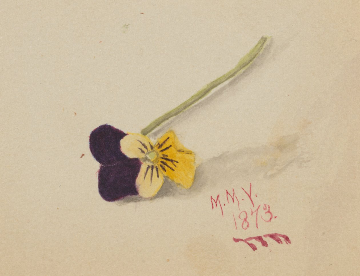 Bratek bez tytułu, 1873. autorstwa Mary Vaux Walcott