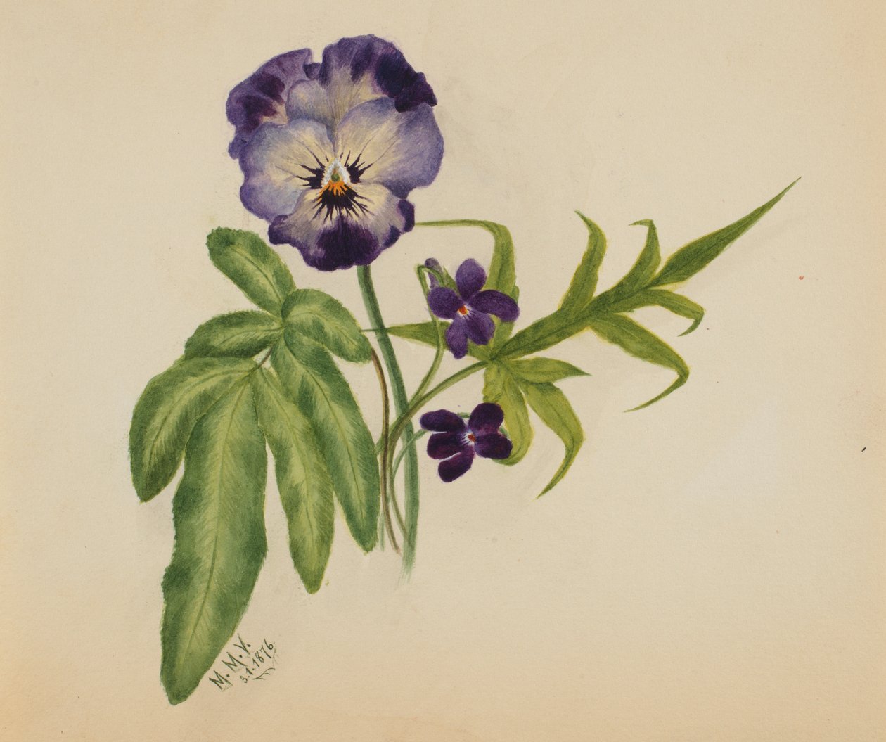Bratek bez tytułu, 1876. autorstwa Mary Vaux Walcott
