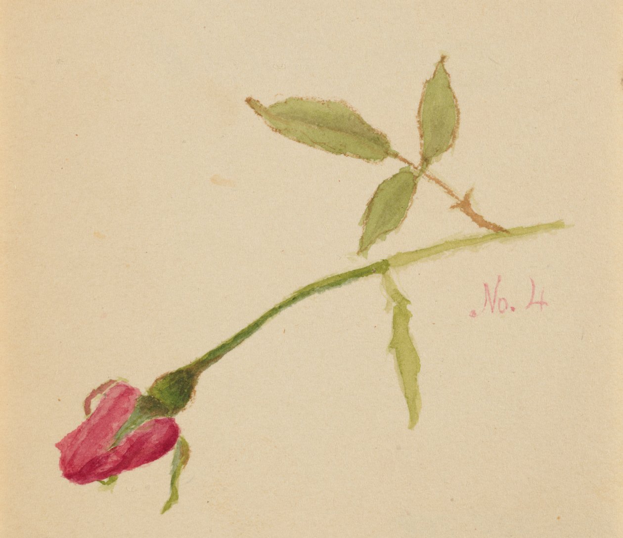 Bez tytułu Róża, 1872. autorstwa Mary Vaux Walcott