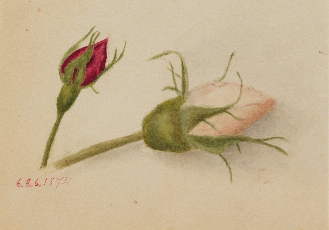 Bez tytułu Rosebuds, 1874. autorstwa Mary Vaux Walcott