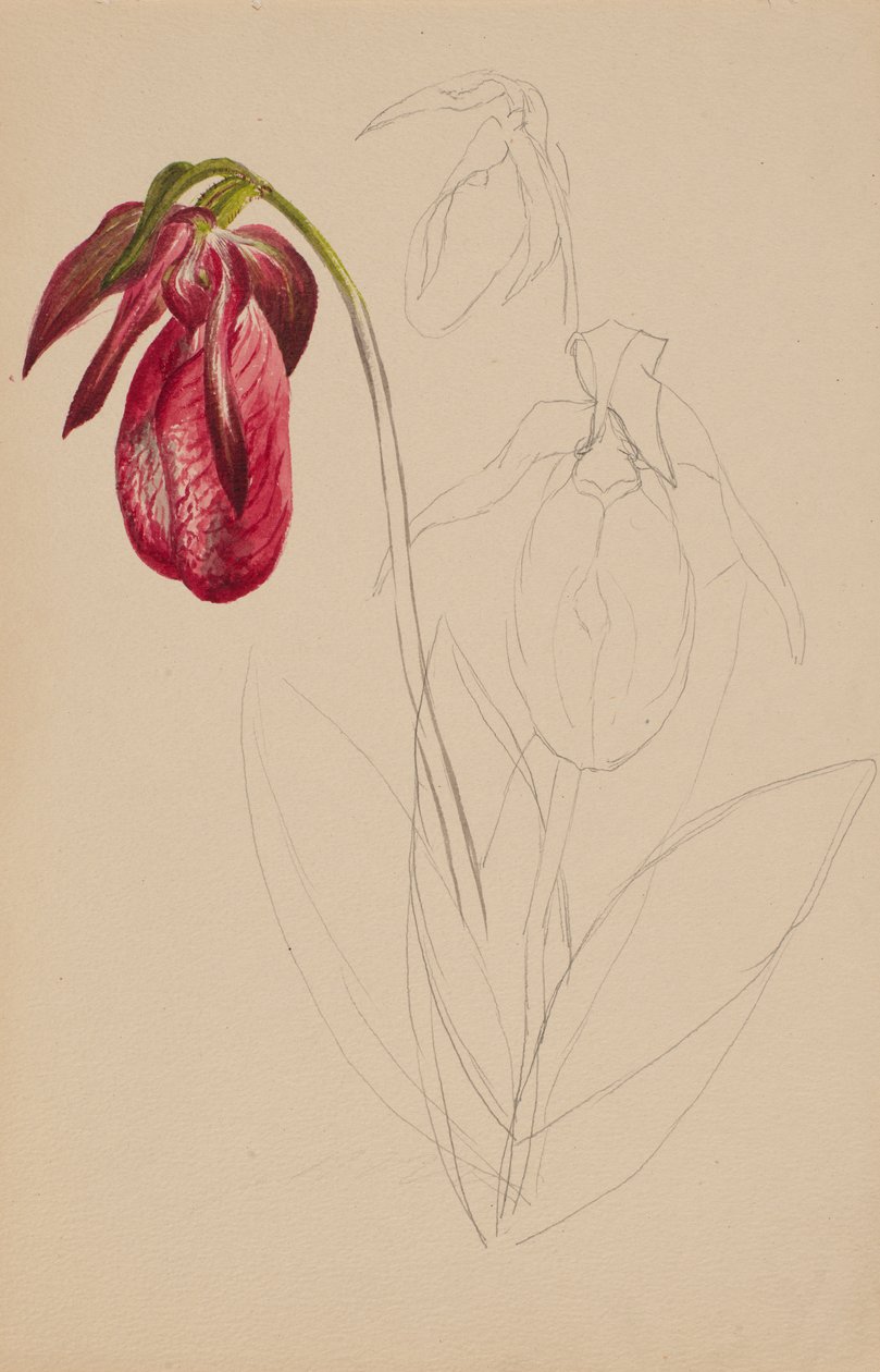 Niedokończony szkic bez tytułu, b.d. autorstwa Mary Vaux Walcott