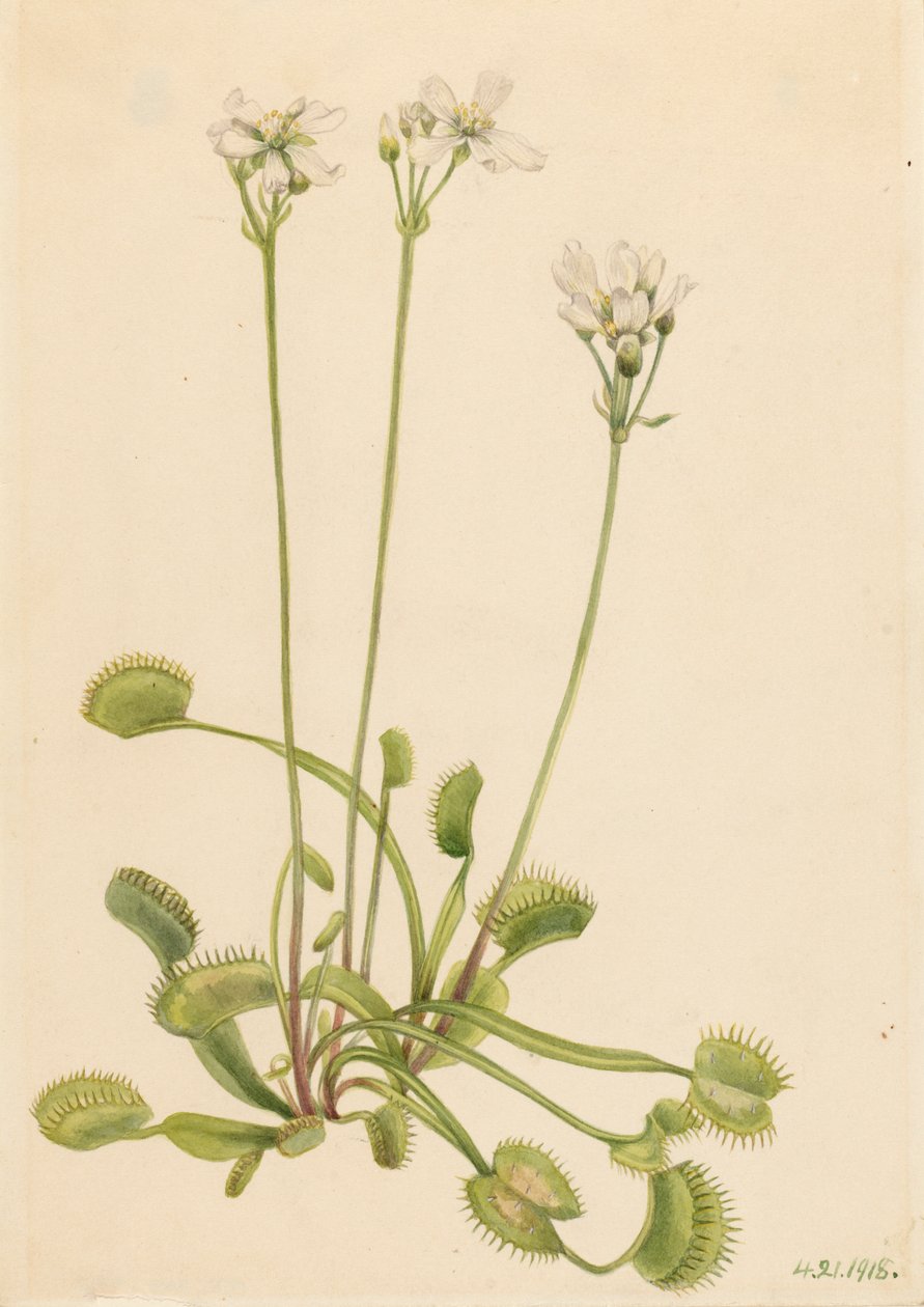 Muchołówka Wenus Dionaea muscipula, 1918. autorstwa Mary Vaux Walcott