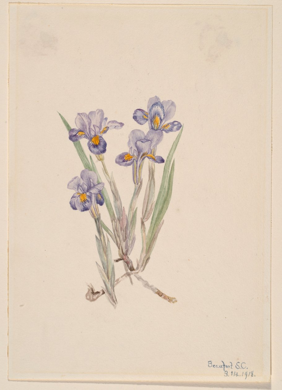 Irys wiosenny (Iris verna) autorstwa Mary Vaux Walcott
